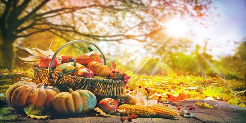 The Ultimate Guide to Fall Harvests: Pumpkins, Persimmons, and More